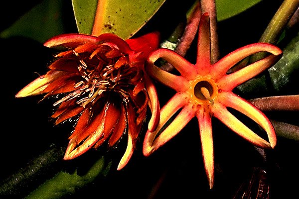 Bruguiera gymnorhiza flowers